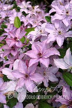 Клематис гибридный в тубе хэгли гибрид