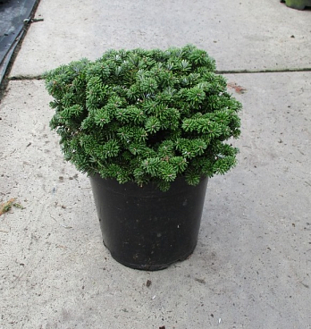 Пихта корейская Бриллиант