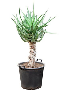 Aloe Caesia