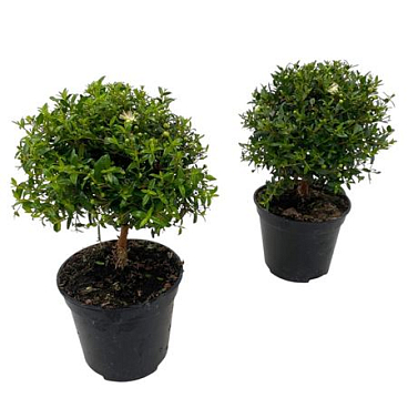 Myrtus Communis On Mini-stem