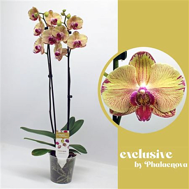 Phal Iris 2-tak 65cm (rijp)