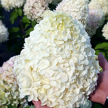 Гортензия метельчатая Геркулес