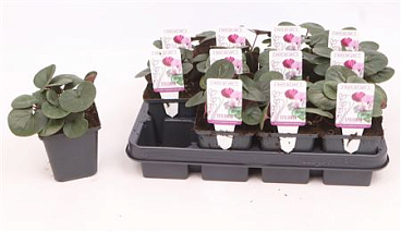 Cyclamen Coum Light Rose