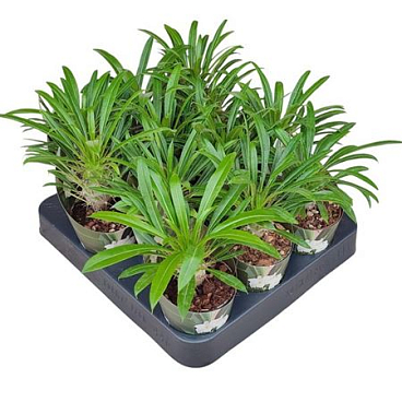 Pachypodium Lamerei Potcover