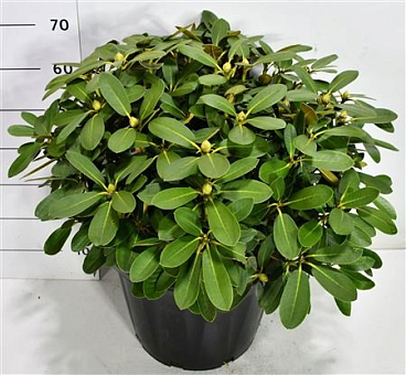 Rhododendron Yak Schneekrone