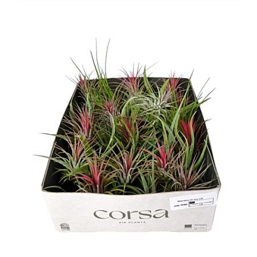 Tillandsia Cs Mix X35