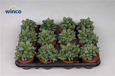 Haworthia Retusa Ssp.