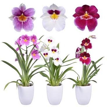 Miltonia 1st White Ceramic