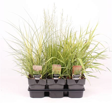 Grass Mix