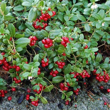 Брусника Руно Белавские