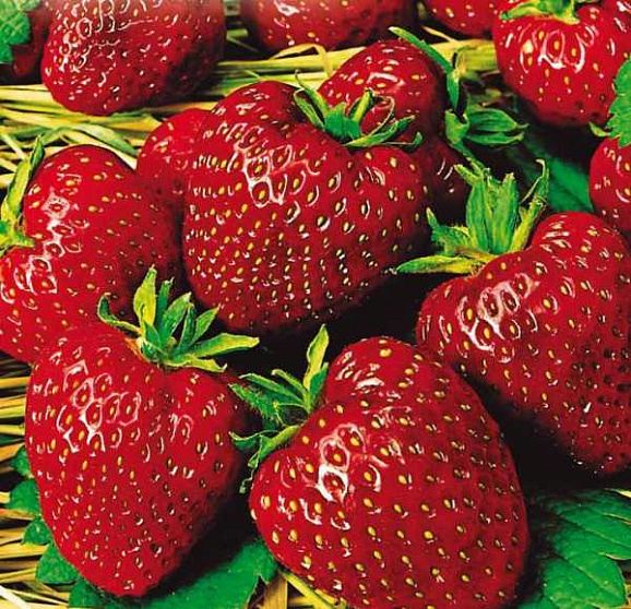 Земляника Настена Сластена