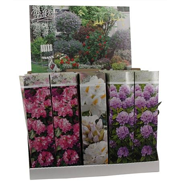 Rhodo Mix Young Plants