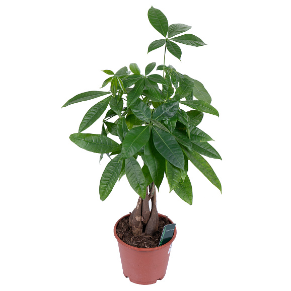 Пахира Акватика