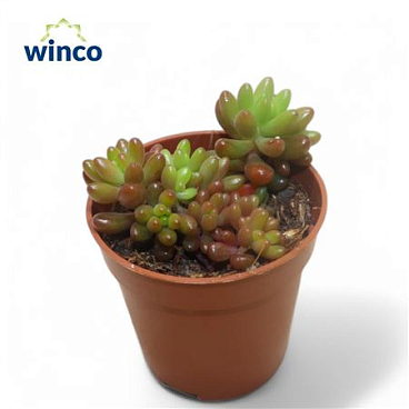Sedum Rubrotinctum Jelly Beans