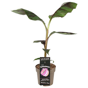 Musa Sikkimensis Ever Red