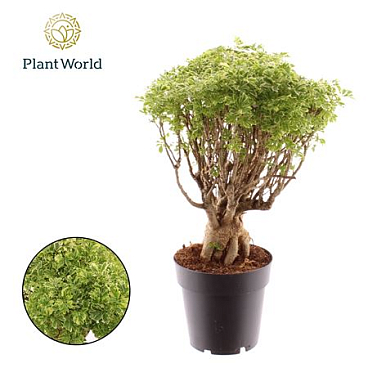 Polyscias Hawaiiana Ming Gold Bonsai