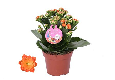 Kal Orange Gardenlina