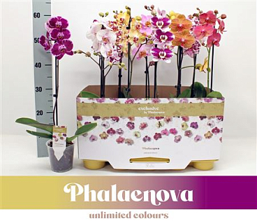 Phal 1st Taiwan Mix 6+ (phalaenova)