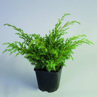 Можжевельник чешуйчатый Холгер