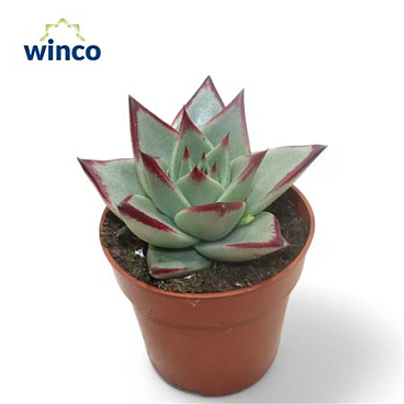 Echeveria Dark Line.