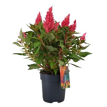 Celosia Argentea Kelos Fire Pink