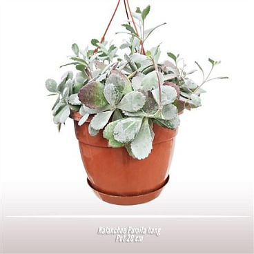 Kalanchoe Pumila Hanging Pot