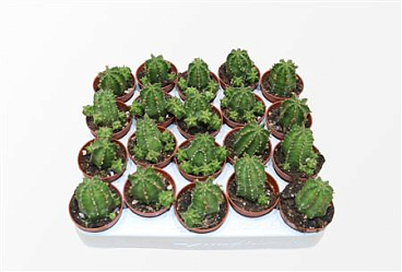 Euphorbia Echinus