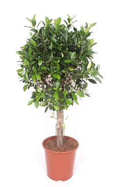 Ficus Nitida Multi Stem