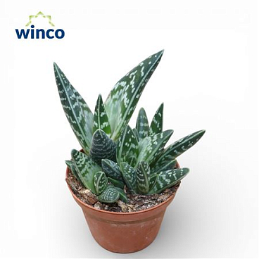 Aloe Variegata (group)