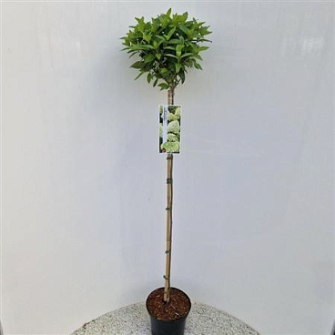 Hydrangea Pan Limelight On Stem