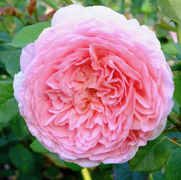 Роза парковая Юстасия Вэй