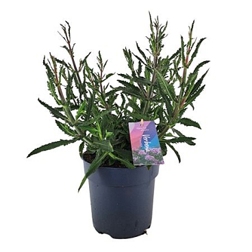 Verbena Bonariensis Lollipop