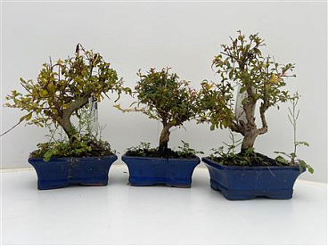 Bonsai Punica Granatum, 15cm. - Granaatappel