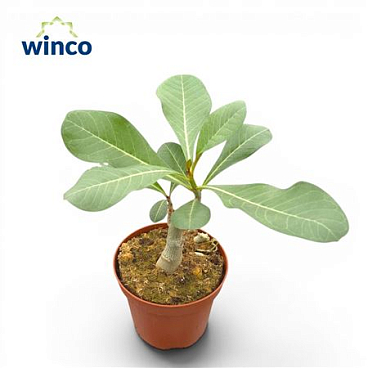 Adenium Obesum (caudex)