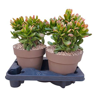 Crassula Hobbit Tricolor Potcover