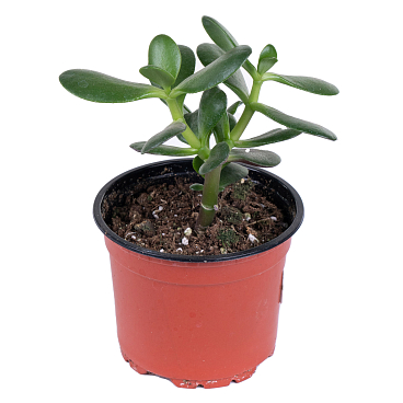 Крассула Микс