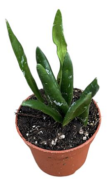 Hoya Loheri