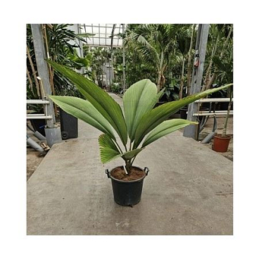 Johannesteijsmannia Jasmaniana