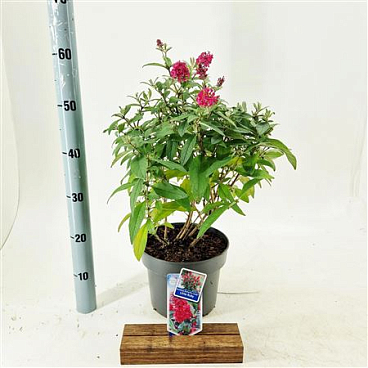 Buddleja Dav Butterfly Candy Little Ruby