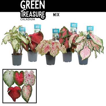 Каладиум Микс