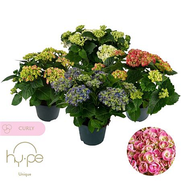 Hydrangea Ma Curly Wurly Mix 7+ (hy-pe)