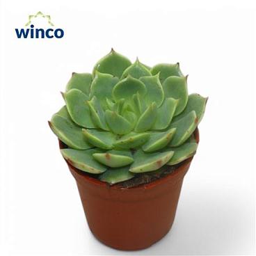 Echeveria Ramilette