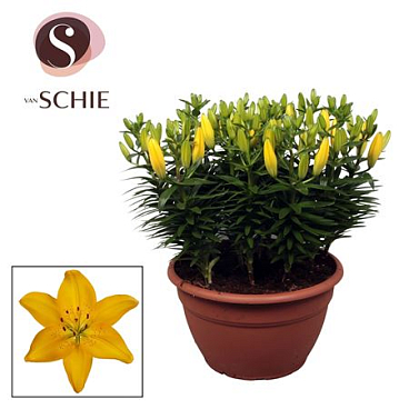 Lilium As Matrix Yellow Xl 15pp