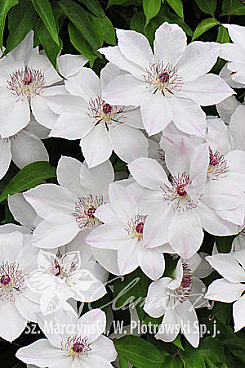 Клематис гибридный Матка Урсула Ледуховска