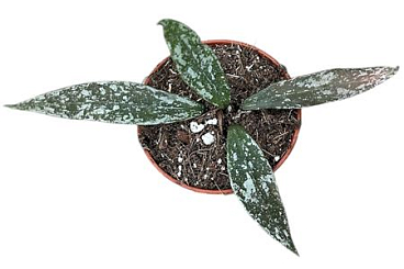 Hoya Lacunosa Laos