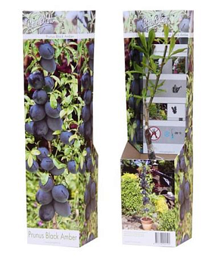 Prunus Jap Black Amber