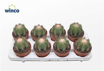 Melocactus Matazanus