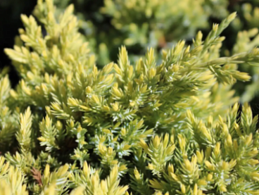 Можжевельник чешуйчатый Дрим Джой