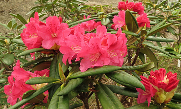 Рододендрон гибридный Теуво