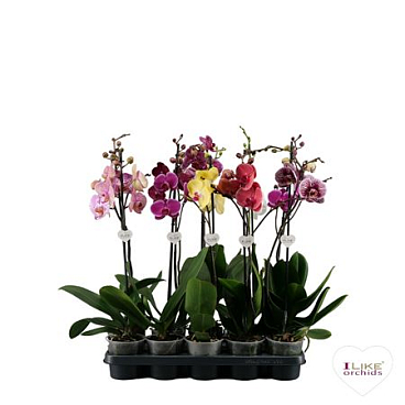 Phal 1st Mix 9/12+ (levo)